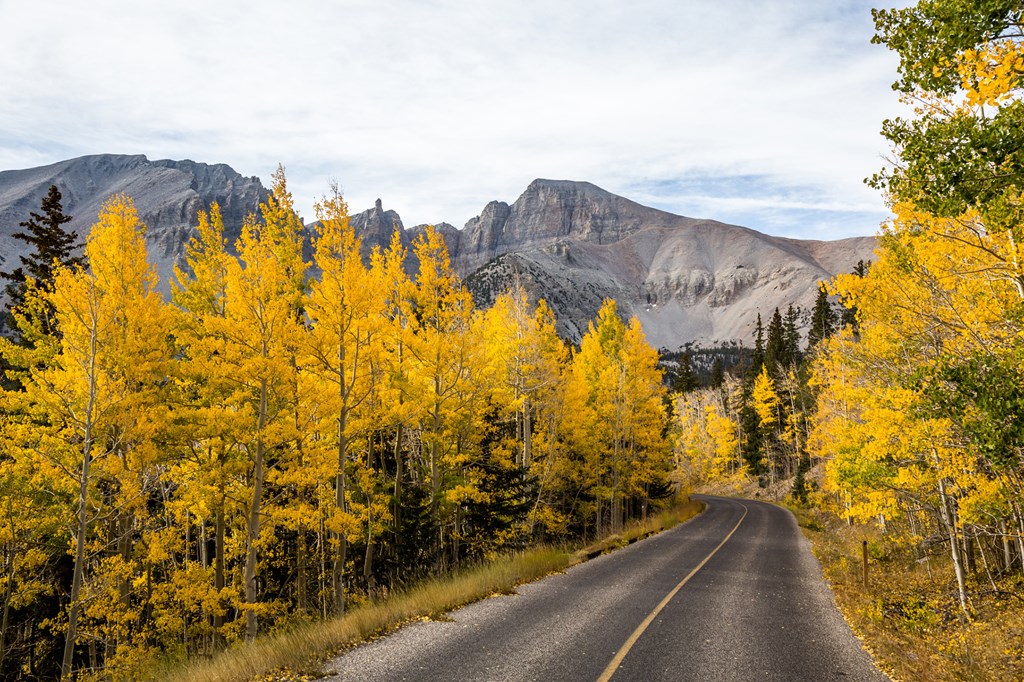 The summit of Wheeler Peak viewed over bright yellow aspen trees in autumn. A narrow paved road with a single yellow line winds through the trees toward the peak.