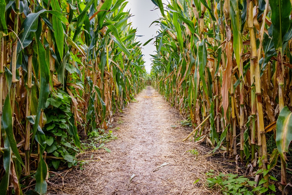 A corn maze or maize maze is a maze cut out of a corn field. The first corn maze was in Annville, Pennsylvania. Corn mazes have become popular tourist attractions in North America, and are a way for farms to generate tourist income.
