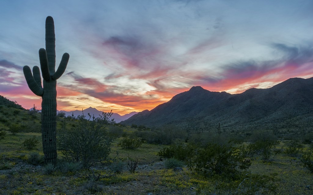 The beautiful surroundings of South Mountain Park, Phoenix, Arizona located in the Southwest USA. The park is home to the famous saguaro cactus which is a world famous symbol for the Western United States.