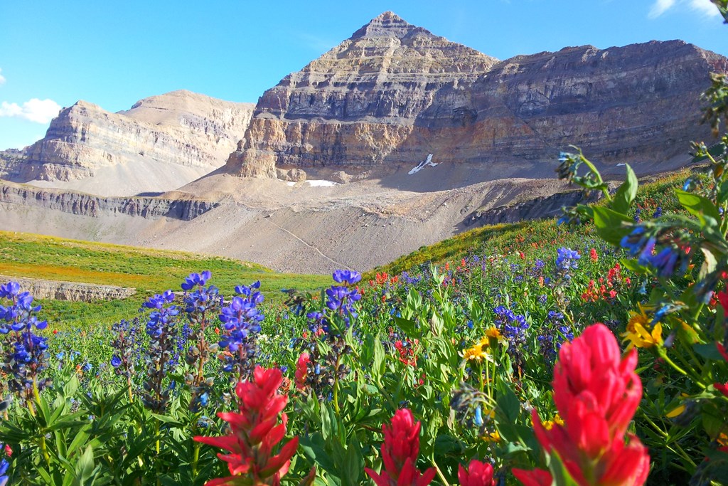 Red flowers of Indian Paintbrush bloom in late summer at the basin of Mt Timpanogos, American Fork, Utah