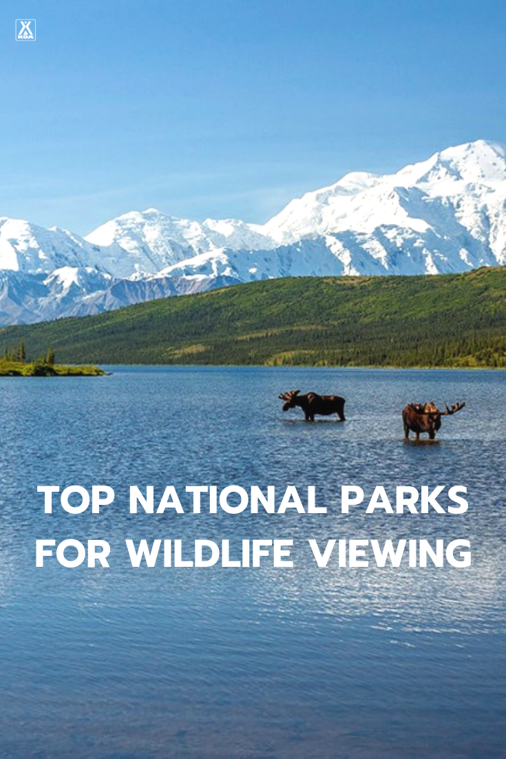 If you want to see awesome wildlife you'll want to visit these US national parks. #NationalPark #FindYourPark #Wildlife